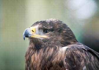 Adler im Zoo