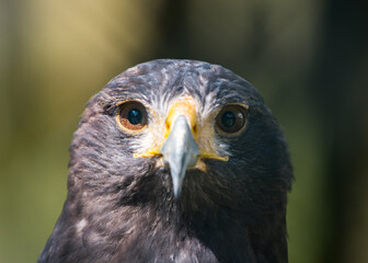 Adler im Zoo