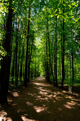 dirt path in a pine summer forest