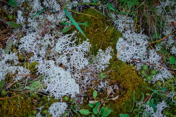 Amazing white moss in a forest glade, close-up. Natural plant backgrounds, photo Wallpapers. Selective focus, copy space. © exebiche