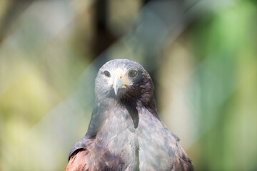 Adler im Zoo