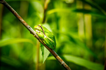 Laubfrosch Sitzt auf einem Ast in der Sonne