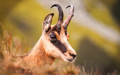 Beautiful portrait of chamois in nature, orange background, Chopok hill, Slovakia, National park Low Tatras, 