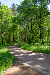 Fototapeta na wymiar dirt path in a pine summer forest