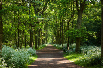 Massively flowering cow parsley in a sunlit city park in spring 
