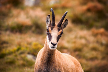 Beautiful portrait of chamois in nature, orange background, Chopok hill, Slovakia, National park Low Tatras, 