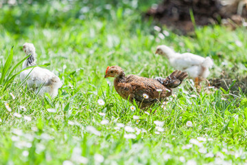 Poule