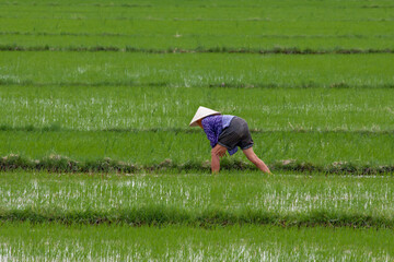 Fototapeta na wymiar Arbeit auf dem Reisfeld