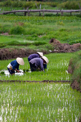 Rice field workers