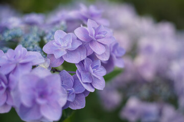 Fototapeta premium a close up of a blue hydrangea in the green forest