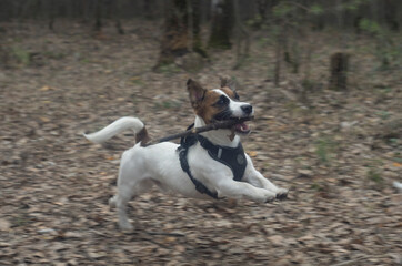 jack russell terrier