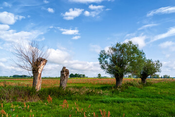 Piękno wiejskiego krajobrazu. Lato na Podlasiu, Polska