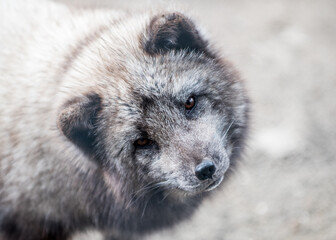 Polarfuchs im Sommerfell