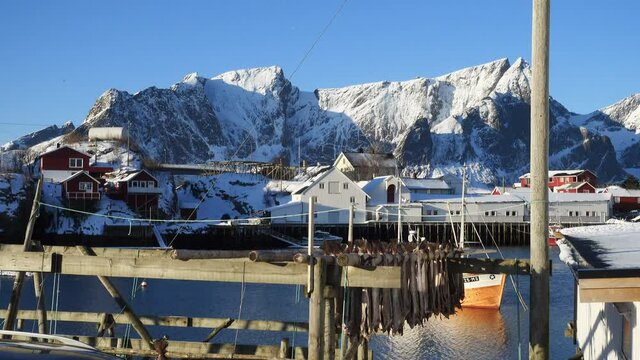 Drying stockfish cod in authentic traditional fishing village with traditional red rorbu houses at the background in winter norwegian Lofoten islands
