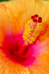 Reproductive organs of a orange Hibiscus flower (Hibiscus rosa-sinensis) on blurred background © Csar