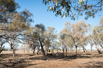 Dry and parched paddock with dying trees on the Darling Downs near Toowoomba during drought in Queensland