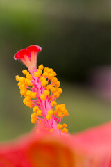 Reproductive organs of a orange Hibiscus flower (Hibiscus rosa-sinensis) on blurred background © Csar