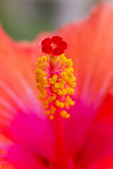 Reproductive organs of a orange Hibiscus flower (Hibiscus rosa-sinensis) on blurred background © Csar