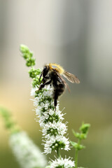 Abeille