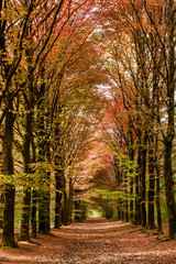 Colorful beech tree alley in early spring 