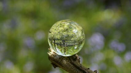 Glass Lens Crystal Photographic Sphere Ball showing magnified and inverted images in Bluebell woods