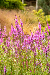 Fototapeta premium Beautiful flowers