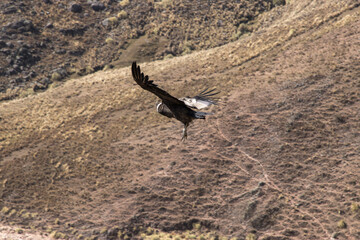wild condor