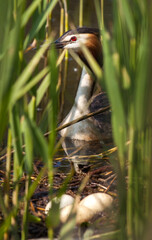 Great crested grebe approaching its nest hidden in reeds