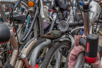 Fototapeta na wymiar Vogel Star mit dunklem schillerndem Gefieder sitz zwischen geparkten Fahrrädern in Amsterdam, nähe Amsterdam Centraal