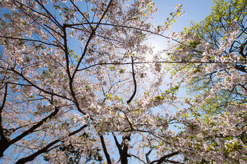 桜の木