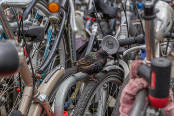 Fototapeta na wymiar Vogel Star mit dunklem schillerndem Gefieder sitz zwischen geparkten Fahrrädern in Amsterdam, nähe Amsterdam Centraal