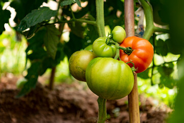 Ristra de tomates en maduración 