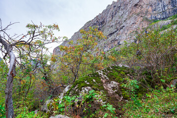 Rowan berries on a background of autumn mountains. Red ripe berries in the wild.