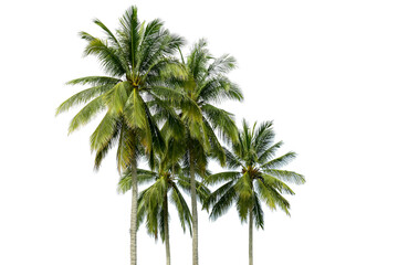 Coconut tree isolated on a white background.