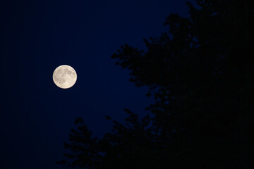 Fototapeta na wymiar Vollmond scheint am dunkel blauen Nachthimmel mit Silhouetten von Bäumen