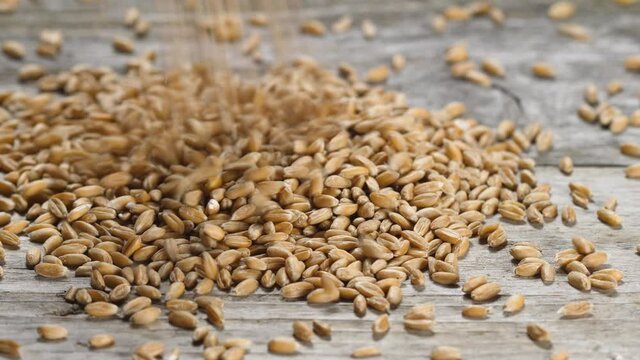 Dinkel wheat, spelt - close-up, slow-motion