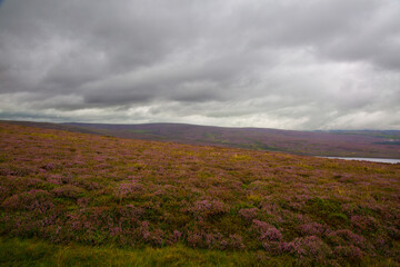 Heather Moorland in bloom