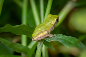 A skeptical juvenile Cope's Gray Tree Frog rests upon a leaf.