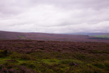 Heather Moorland in bloom