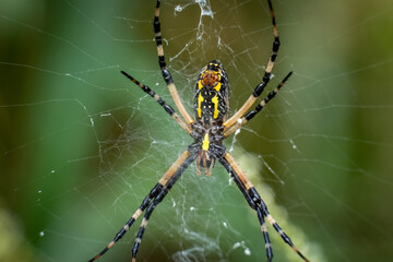Underside of a Yellow Garden Spider, also called a Writing Spider. Raleigh, North Carolina.