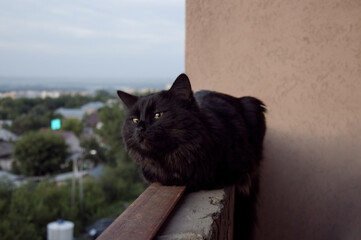 naughty black cat sitting on the balcony