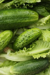 Cucumbers lettuce and dill on the table macro