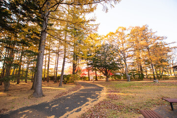 Naklejka premium 秋 紅葉 散歩