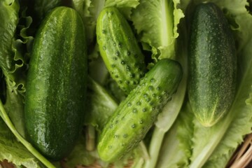 Cucumbers lettuce and dill on the table macro