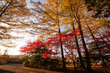 秋　紅葉