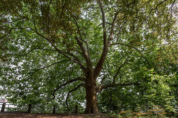 alter großer Baum (Platane)