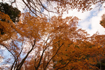 Fototapeta premium 秋 紅葉 秋空