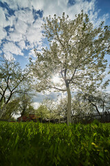 blooming tree and sky on a summer day