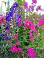 Fototapeta premium blooming monkshood and phlox in the summer garden