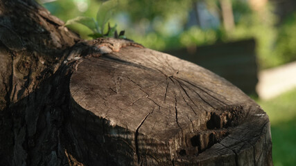 close-up of a tree cut in nature